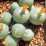 10 เมล็ด โคโนไฟตัม กระบองเพชร ไม้อวบน้ำ กุหลาบหิน แคคตัส Conophytum เมล็ดใหม่ สายพันธุ์ Conophytum calculus