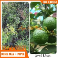 Bibit Tanaman buah Jeruk Limau/jeruk sambal