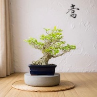 中品盆栽-西印度櫻桃 盆景 送禮