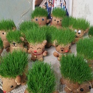 Head Long Grass Pot Creative Grass Doll Planting Grass Small Pot Plant Watering Head Long Hair Plant GHqj