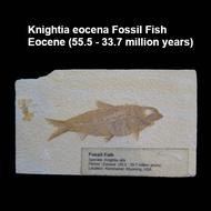 Knightia eocena Fossil Fish 132mm Knightia alta Eocene Kemmener Wyoming USA 9NT