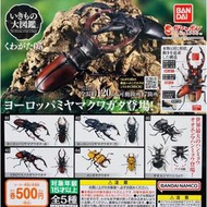 ［玩具同萌］《預購》6月萬代 鍬形蟲 05 小全套 bandai 獨角仙 生物大圖鑑 甲蟲 扭蛋