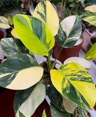 Bibit Bonggol Philodendron Birkin Variegata Yellow