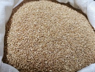 Gandum Biji (masak bubur)   去皮麦粒   Polished Wheat