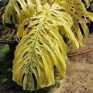 Monstera/janda bolong Varigata Yellow Bonggol Langka