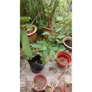 Anak pokok cili kulai/lada benggala