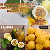 ❤️‍🔥巴拿马玫瑰黄金百香果❤️‍🔥panama rose golden passion fruit