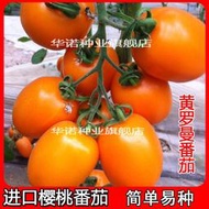 進口黃羅曼櫻桃番茄種子 種籽水果口感黃番茄籽西紅柿種子 種籽蔬菜種籽hn