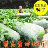 ⑧比巨型冬瓜種子 種籽特大冬瓜子農家土冬瓜非轉基因種籽單瓜可達50公斤tqxy