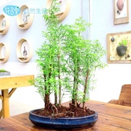 Fir Jungle Bonsai Potted Plant Office Green Plant Small Plant Wooden Long-term Plant Hydroponic Mini
