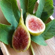 พันธุ์ Longue d Aout Figs ต้นมะเดื่อฝรั่ง อร่อย หวาน หอมมากๆ ต้นสมบูรณ์มาก รากแน่นๆ จัดส่งพร้อมกระถา