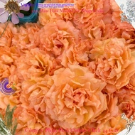 Ten O'clock Flower Orange Pink Ten O'clock Flower MiMa market