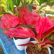 Aglonema Suksom Merapi Merah