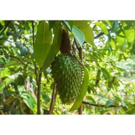 【Live Plant】Pokok durian belanda/ Soursop tree / 红毛榴莲树苗 1~2ft