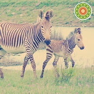 Ethiopia Guji Uragac Lemon Peel Card Washed G1