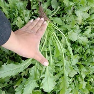 Vegetable Seeds Daquan Farm Four Seasons Big Leaf Vegetable Seeds Edible Potted Vegetable Seeds Vege