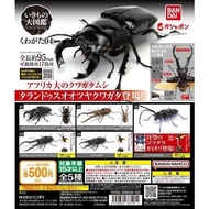 Asari Japanese Version Gashapon Stag Beetle Environmental 04