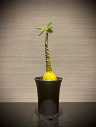 塊根植物：索科特拉沙漠玫瑰