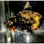 Ikan Cupang Avatar copper gold ( bahan ) top grade 4.7