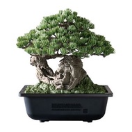 NEIGHBORHOOD SRL X BANDAI SPIRITS . BONSAI MODEL KIT 盆景模型連工具SET