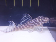 L333 Pleco Fish - King Tiger Pleco