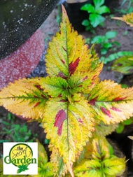 Mayana Coleus Sun Mighty Mosaic (Super Rare Mayana) with FREE garden soil (Outdoor Plant, Real Plant, Live Plant and Limited Stock) - Plants for Sale