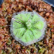 Drosera Burmannii Alba, Diamond [Sundew, Drosera][Carnivorous Plants][Mosquito, Fly, Pest Natural Co