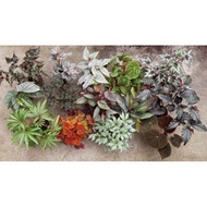 NMS 2 / Begonia Rex / Begonia Leaves / Begonia Leaf Asam Batu 秋海棠 120mm Pot Live Plant Pokok Hiasan