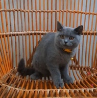 Kucing BSH British Shorthair Non Ped atau ped Blue Solid betina 