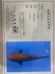 Ikan Koi Import Karashi 21cm Marusei Koi Farm Corp