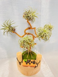 創意空鳳架  樹下泡茶款 辦公室 桌上展示架