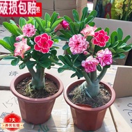 Double Leaf Desert Rose Seedling Pot Four Seasons Flower Green Plant Old Pile Indoor Balcony Green Plant Pot