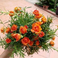 Flowers 10 o'clock 10 Colors_ Ten o'clock Ho Chi Minh City