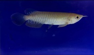 [High Quality] [Wholesale Price] High Back Arowana - AquaX Live Fish With D.O.A. *Ship West & East M