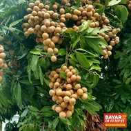 Bibit Kelengkeng Itoh super