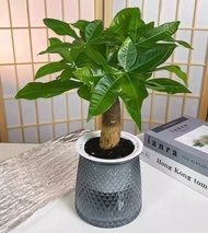自動吸水花盆 室內室外植物 辦公室 家居 桌上種值 發財樹