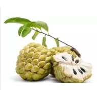 custard apple plant seeds ( Annona squamosa)