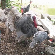 Induk Ayam Hias Kalkun Blue Slate Abu-abu Silver Indukan Dewasa