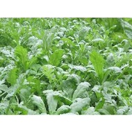 1 ounce of chrysanthemum seeds