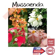 (GG real plant)mussaenda  bunga janda kaya putih mussaenda dona pokok bunga kandar kaya putih live plant