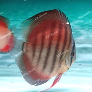 Discus Alenquer blue face blue rim