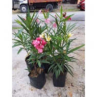 Pokok Orleana merah/pink/pink cair/kuning/putih/ dekorasi bunga /tahan panas