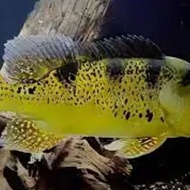 Baby Pbass Kelberi Golden Bahia / Pbass Kelberi Spider / Hiasan Aquarium / Hiasan Aquascape