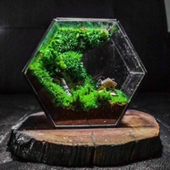 Pre-set hexagonal Terrarium 12x6x12cm, Piece meaningful gifts - unique gifts for holidays, mid-autum
