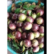 Vietnam Imported Milk Fruit (Star Apple) / 越南进口粉红牛奶果 (金星果） / Vietnam import buah susu merah jambu