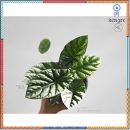 Alocasia sinuata อโลคาเซียซินัวตา flashsale ลดกระหน่ำ