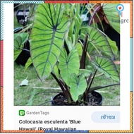 บอนนอก​ colocasia​ blue​ hawaii​ flashsale ลดกระหน่ำ