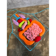 Internal Organ Learning Toys Human Body Apron (anatomy)