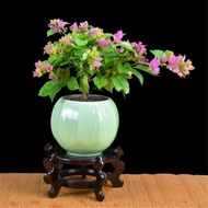 【Buy 2 get 1 free】Bougainvillea Indoor Potted Garden Climbing Flower Everblooming Plants Double Seed