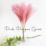 [SG Seller] Pink Dried Reed Flower Pampas Grass Bouquet Home Decoration